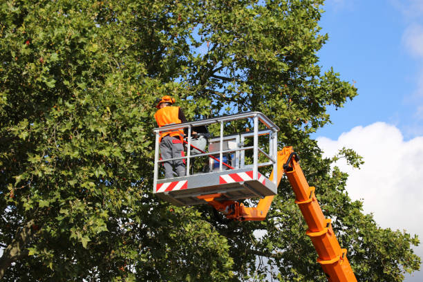 Best Tree Preservation Services  in Linden, AZ